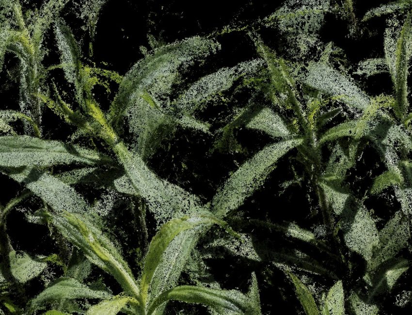 clement-valla-overgrowth-details
